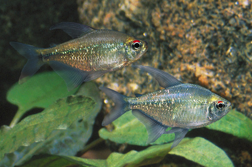 picture of Diamond Tetra Shw                                                                                    Moenkhausia pittieri