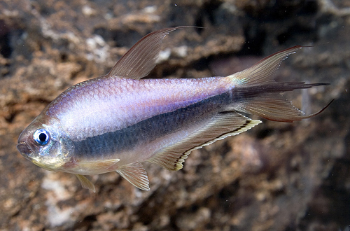 picture of Emperor Tetra Lrg                                                                                    Nematobrycon palmeri