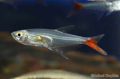 picture of Glass Bloodfin Tetra Reg                                                                             Prionobrama filigera