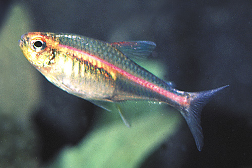 picture of Glolite Tetra Sml                                                                                    Hemigrammus erythrozonus