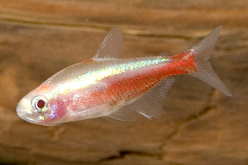 picture of Gold Cardinal Tetra Med                                                                              Paracheirodon axelrodi 'Gold'