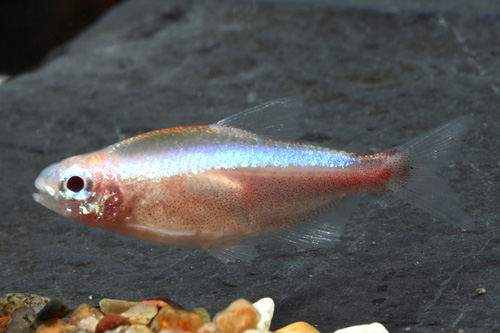 picture of Gold Cardinal Tetra Lrg                                                                              Paracheirodon axelrodi 'Gold'