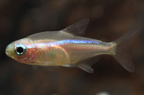 picture of Gold Neon Tetra Florida Med                                                                          Paracheirodon innesi 'Gold'