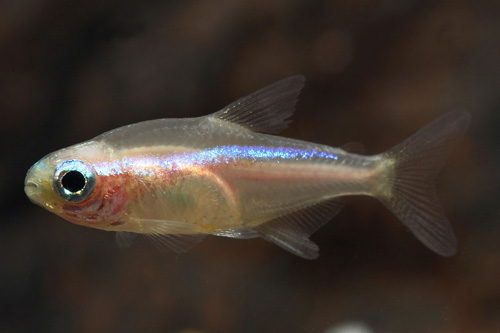 picture of Gold Neon Tetra Florida Lrg                                                                          Paracheirodon innesi 'Gold'