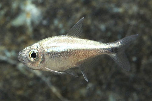 picture of Gold Tetra Lrg                                                                                       Hemigrammus rodwayi