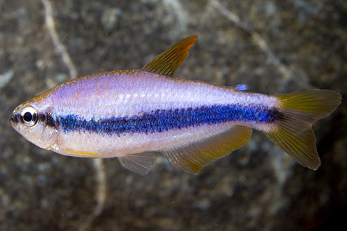 picture of King Tetra Sml                                                                                       Inpaichthys kerri