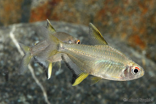 picture of Lemon Tetra Reg                                                                                      Hyphessobrycon pulchripinnis