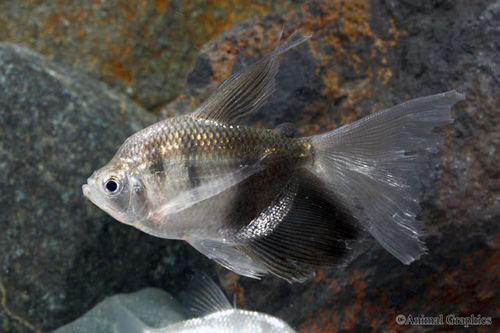 picture of Longfin Black Skirt Tetra Sml                                                                        Gymnocorymbus ternetzi