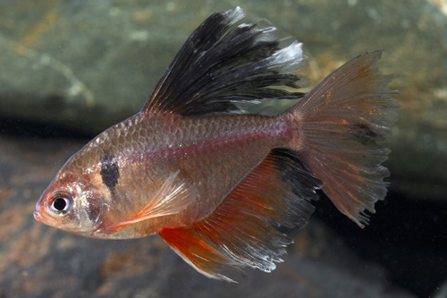 picture of Longfin Serpae Tetra Reg                                                                             Hyphessobrycon eques 'Longfin'