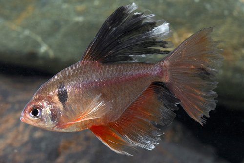 picture of Longfin Serpae Tetra Lrg                                                                             Hyphessobrycon eques 'Longfin'