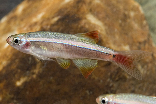 picture of Longfin White Cloud Florida Shw                                                                      Tanichthys albonubes 'Veilfin'