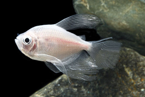 picture of Longfin White Skirt Tetra Sml                                                                        Gymnocorymbus ternetzi 'Albino'