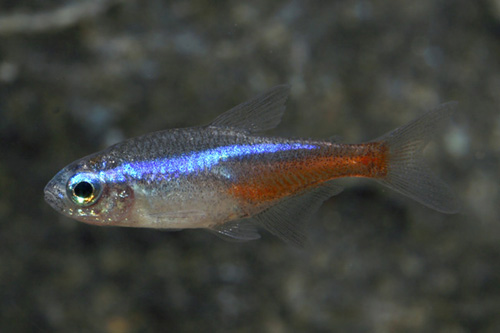 picture of Neon Tetra Florida Med                                                                               Paracheirodon innesi