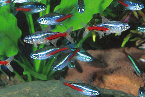 picture of Neon Tetra Florida Xlg                                                                               Paracheirodon innesi