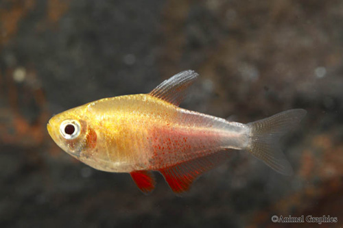 picture of Orange Von Rio Tetra Florida Sml                                                                     Hyphessobrycon flammeus 'Orange'