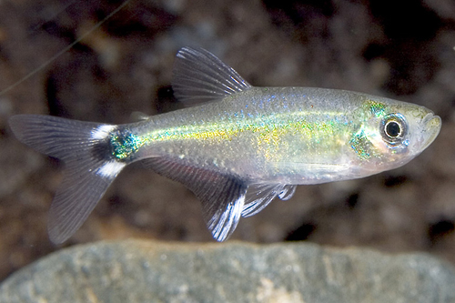 picture of Panda Tetra Reg                                                                                      Aphyocharax paraguayensis