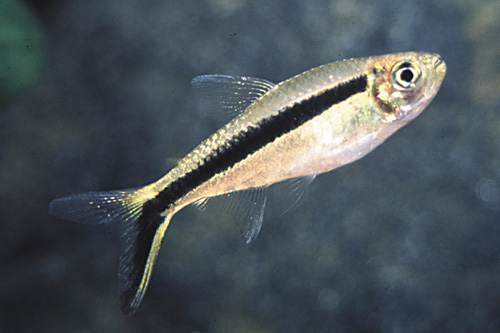 picture of Penguin Tetra Lrg                                                                                    Thayeria boehlkei