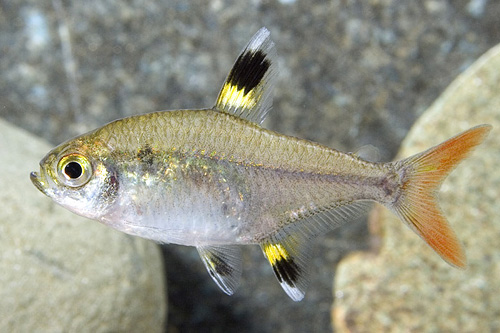 picture of Pristella Maxillaris Tetra Lrg                                                                       Pristella maxillaris