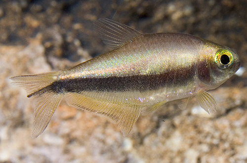 picture of Rainbow Emperor Tetra Sml                                                                            Nematobrycon lacortei