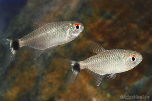 picture of Red Eye Tetra Sml                                                                                    Moenkhausia sanctaefilomenae