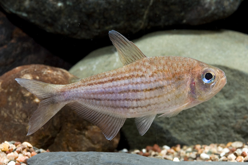 picture of Red Striped Moenkhausia Tetra Reg                                                                    Moenkhausia agnesae