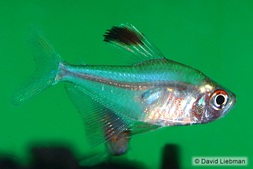 picture of Robertsi Tetra Reg                                                                                   Hyphessobrycon robertsi