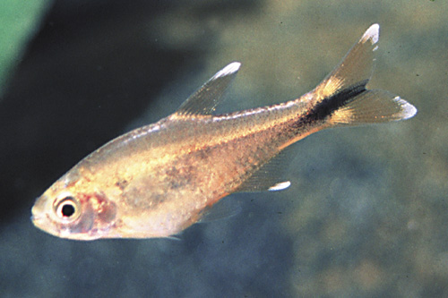 picture of Silvertip Tetra Sml                                                                                  Hasemania nana