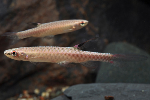 picture of Splash Tetra Lrg                                                                                     Copella arnoldi