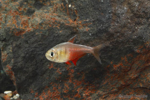 picture of Von Rio Flame Tetra Lrg                                                                              Hyphessobrycon flammeus