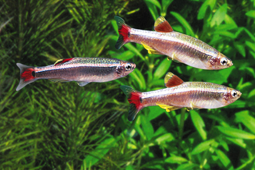 picture of White Cloud Reg                                                                                      Tanichthys albonubes