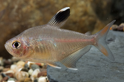 picture of White Fin Rosy Tetra Sml                                                                             Hyphessobrycon bentosi rosaceus