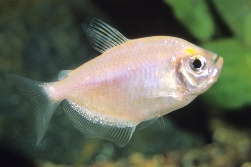 picture of White Skirt Tetra Med                                                                                Gymnocorymbus ternetzi 'Albino'