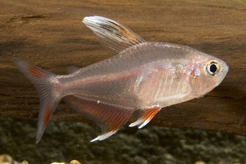 picture of Candy Cane HY511 Tetra Reg                                                                           Hyphessobrycon ornatus 'White Fin'