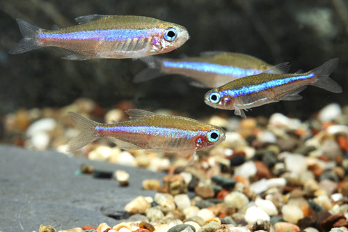 picture of Green Neon Tetra Wild Med                                                                            Paracheirodon simulans