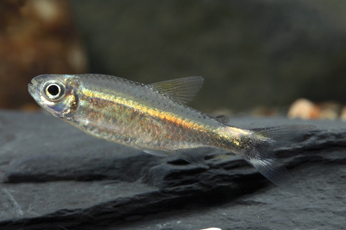 picture of Costello Tetra Sml                                                                                   Hemigrammus hyanuary