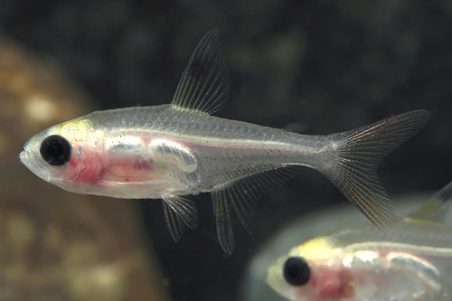 picture of Albino Blushing X-Ray Tetra Reg                                                                      Pristella maxillaris 'Albino Blushing'