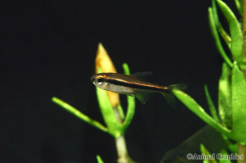 picture of Chocolate Black Neon Tetra Reg                                                                       Hyphessobrycon vilmae