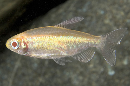 picture of Albino Congo Tetra Reg                                                                               Phenacogrammus interruptus 'Albino'