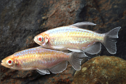 picture of Albino Congo Tetra Lrg                                                                               Phenacogrammus interruptus 'Albino'