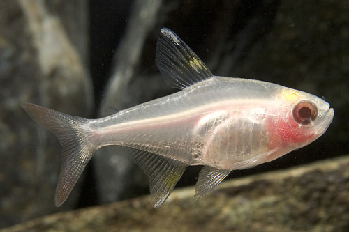 picture of Albino Pristella Tetra Lrg                                                                           Pristella maxillaris 'Albino'