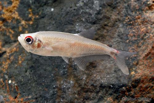 picture of Arowana Tetra Lrg                                                                                    Gnathocharax steindachneri