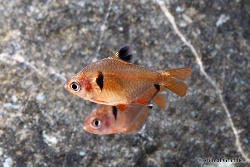 picture of Balloon Serpae Tetra Reg                                                                             Hyphessobrycon eques