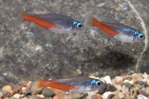 picture of Diamond Neon Tetra Reg                                                                               Paracheirodon innesi 'Diamond'