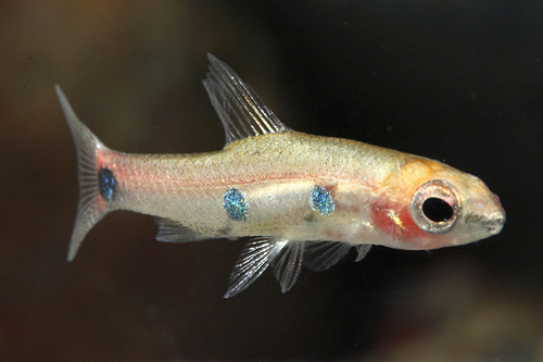 picture of Domino Neolebias Tetra Reg                                                                           Neolebias powelli