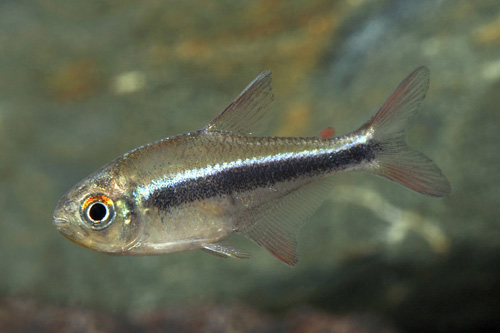 picture of Imperial Tetra Reg                                                                                   Hyphessobrycon nigricinctus