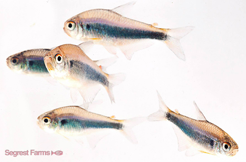 picture of Bleeding Blue Tetra Reg                                                                              Hyphessobrycon sp. var. red-blue Peru