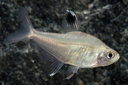 picture of Signal Tetra Reg                                                                                     Moenkhausia hemigrammoides