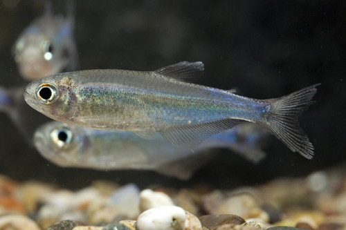 picture of Sky Blue Tetra Reg                                                                                   Acrobrycon ipanquianus