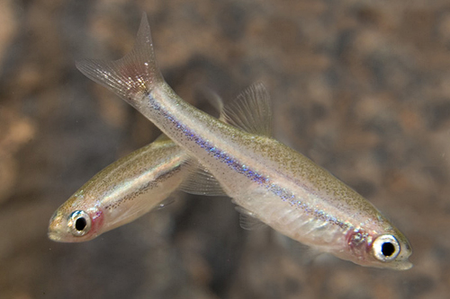 picture of Vietnam White Cloud Reg                                                                              Tanichthys micagemmae