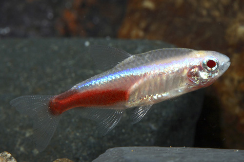 picture of Albino Neon Tetra Med                                                                                Paracheirodon innesi 'Albino'